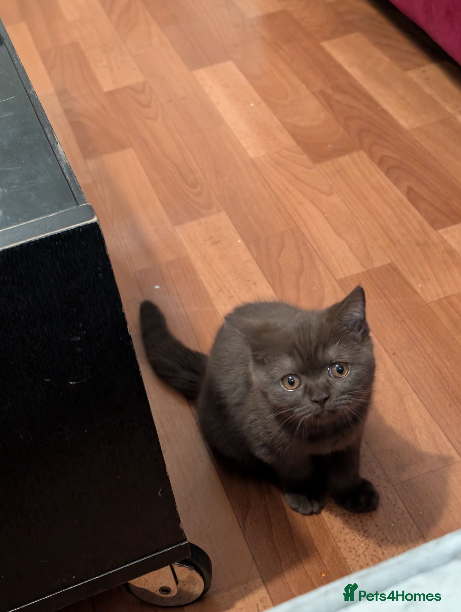 British Shorthair cats LAST BROWN Pure British shorthair kitten - Advert 1