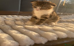 Scottish Fold cats for sale: Scottish Fold/ ALL PRICE NEGOTIABLE! 🐾  - Image 7