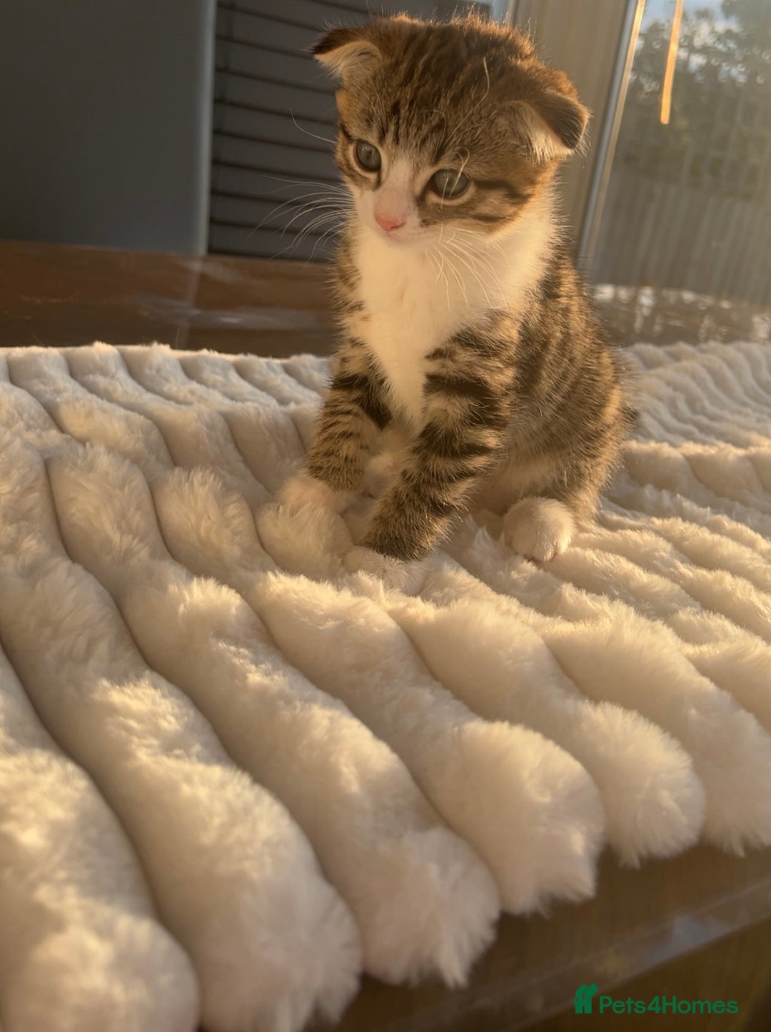 Scottish Fold cats for sale: Scottish Fold/ ALL PRICE NEGOTIABLE! 🐾  - Image 7