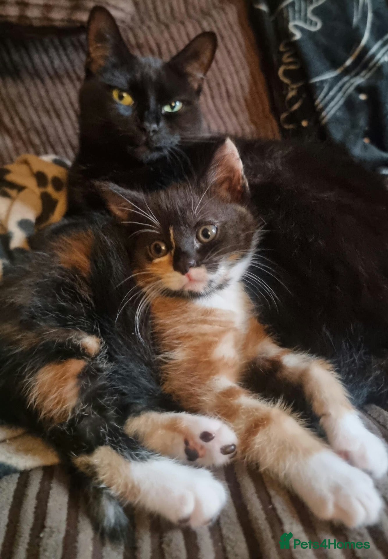 Mixed Breed cats Calico kitten  - Advert 2