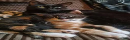Mixed Breed cats for sale: Calico kitten  - Advert 1
