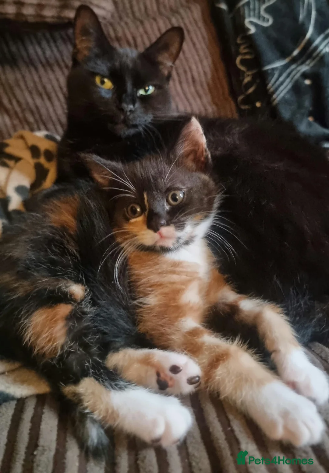 Mixed Breed cats for sale: Calico kitten  - Advert 1