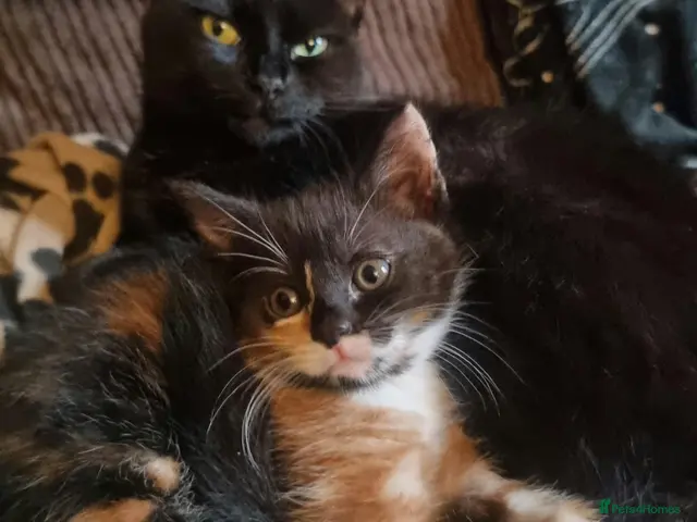 Mixed Breed cats Calico kitten - Advert 16
