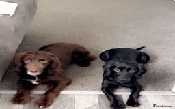 Cocker Spaniel dogs for sale: Beautiful Spaniels  - Image 2