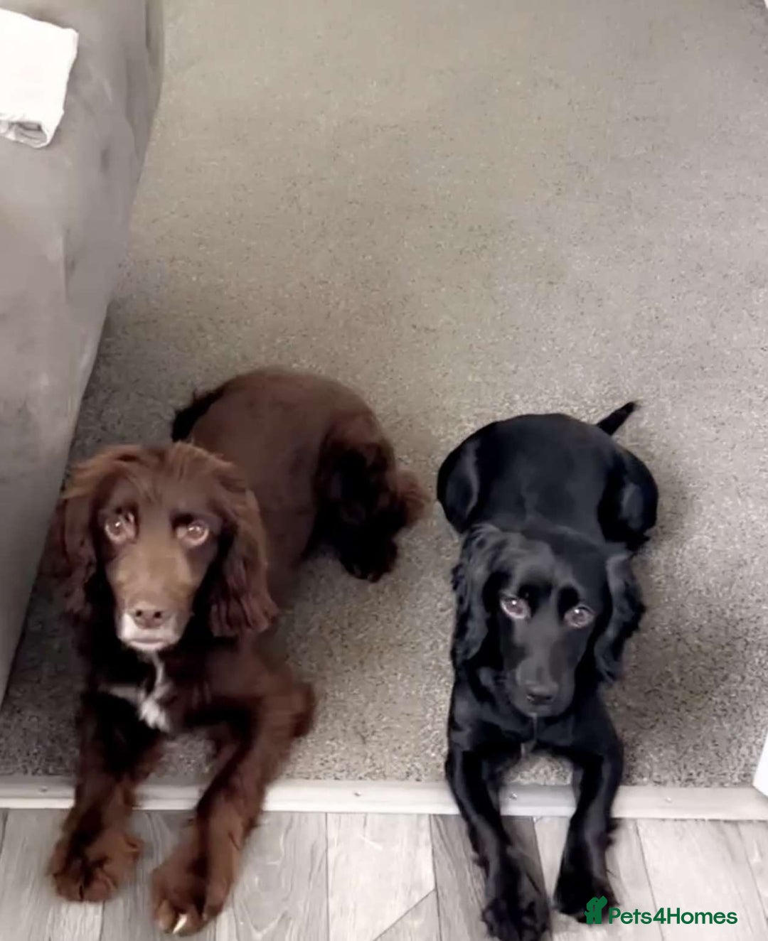 Cocker Spaniel dogs for sale: Beautiful Spaniels  - Image 2