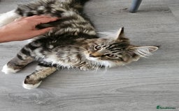 Maine Coon cats for sale: Maine Coon × Siberian  - Image 2