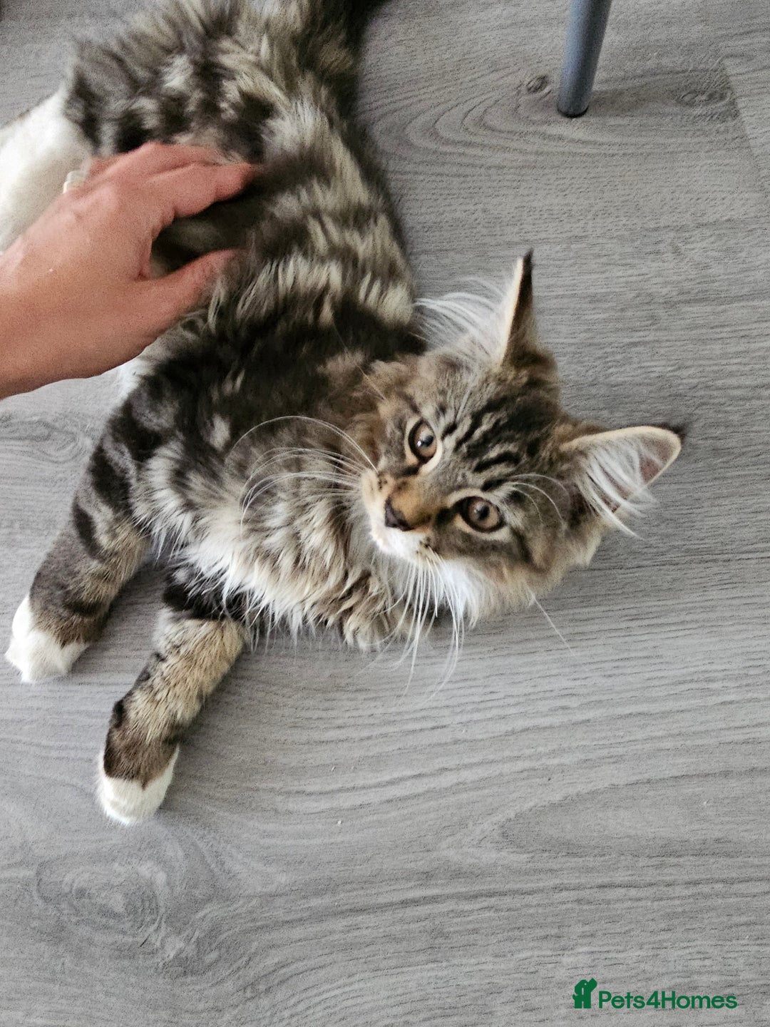 Maine Coon cats for sale: Maine Coon × Siberian  - Image 2