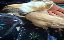 Guinea Pig rodents for sale: Two Male Bonded Brothers Together From Birth  - Image 3