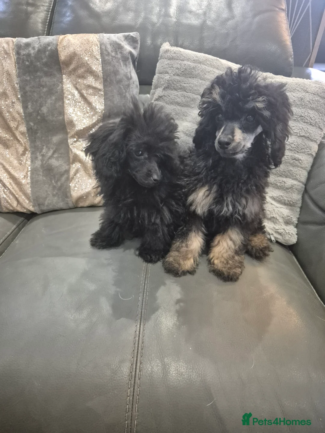 Toy Poodle dogs for sale: Poodle boys (toy x aisan) - Advert 8