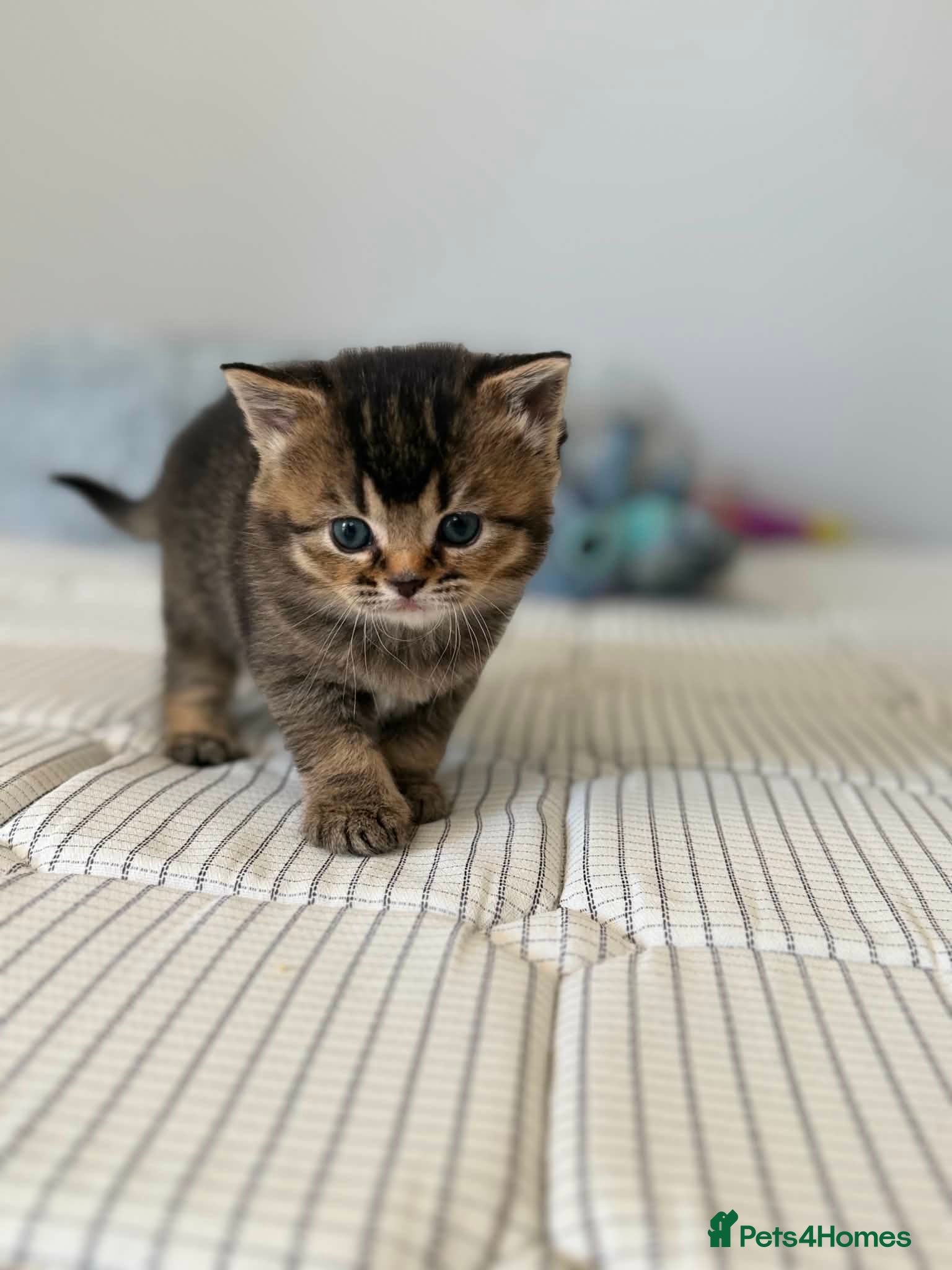 Mixed Breed cats for sale: 3 Little kittens  in Basildon - Advert 2