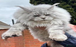Maine Coon cats for sale: 2 outstanding girls from a shaded line  - Image 4