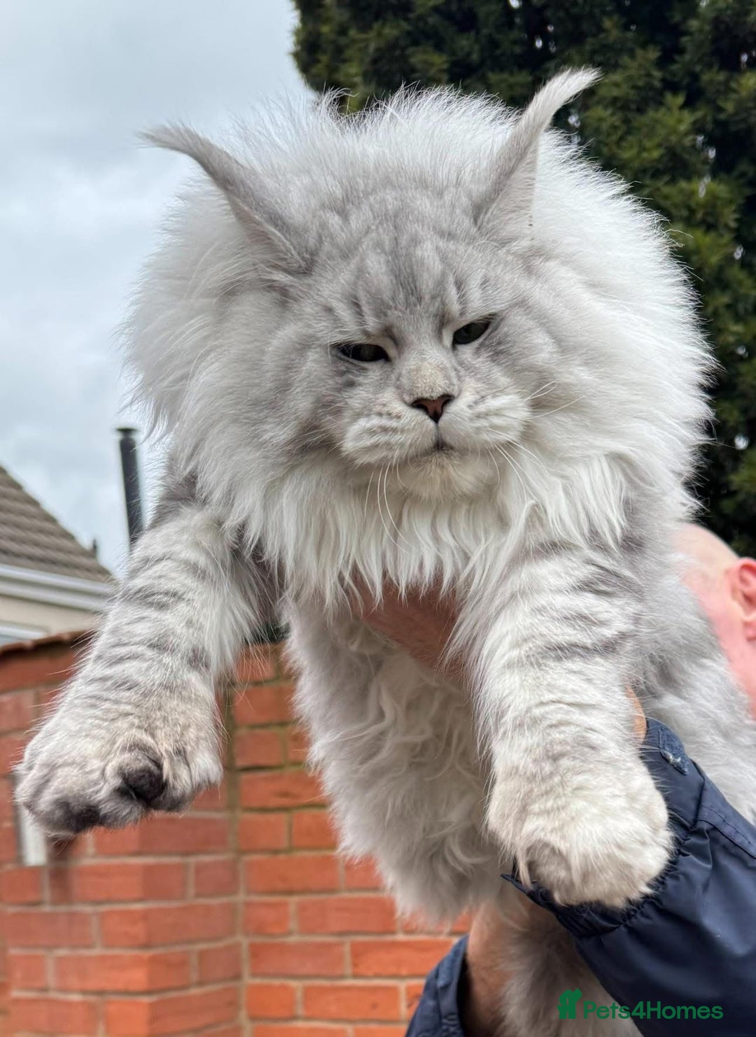 Maine Coon cats for sale: 2 outstanding girls from a shaded line  - Image 4