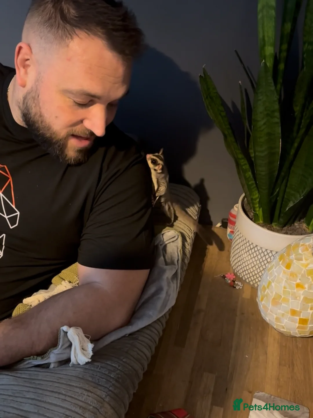 Sugar Glider rodents for sale: Sugar Glider Three Males plus Cage & Accessories - Advert 3