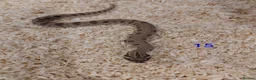 Snake reptiles for sale: CB25 Hognose Snakes, Ready Now, Albino, Conda - Advert 11