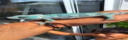 Chameleon reptiles for sale: Blue Ambanja Panther chameleons  - Advert 1