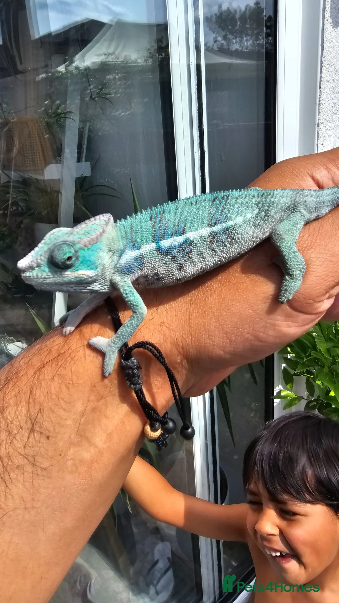 Chameleon reptiles for sale: Blue Ambanja Panther chameleons  - Advert 1