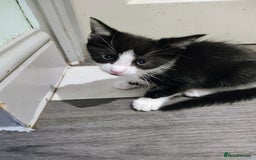 Mixed Breed cats for sale: 5 lovely kittens available  - Image 12
