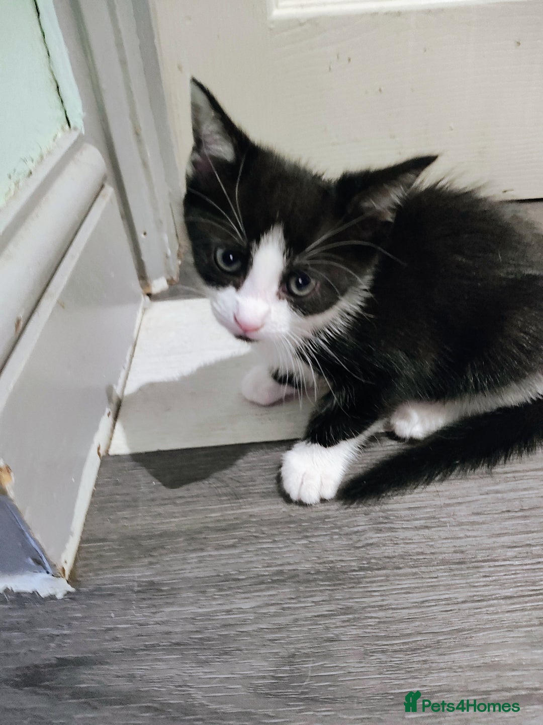 Mixed Breed cats for sale: 5 lovely kittens available  - Image 12