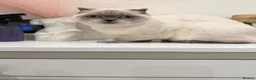 Scottish Fold cats for sale: Female kitten for sale  - Advert 3