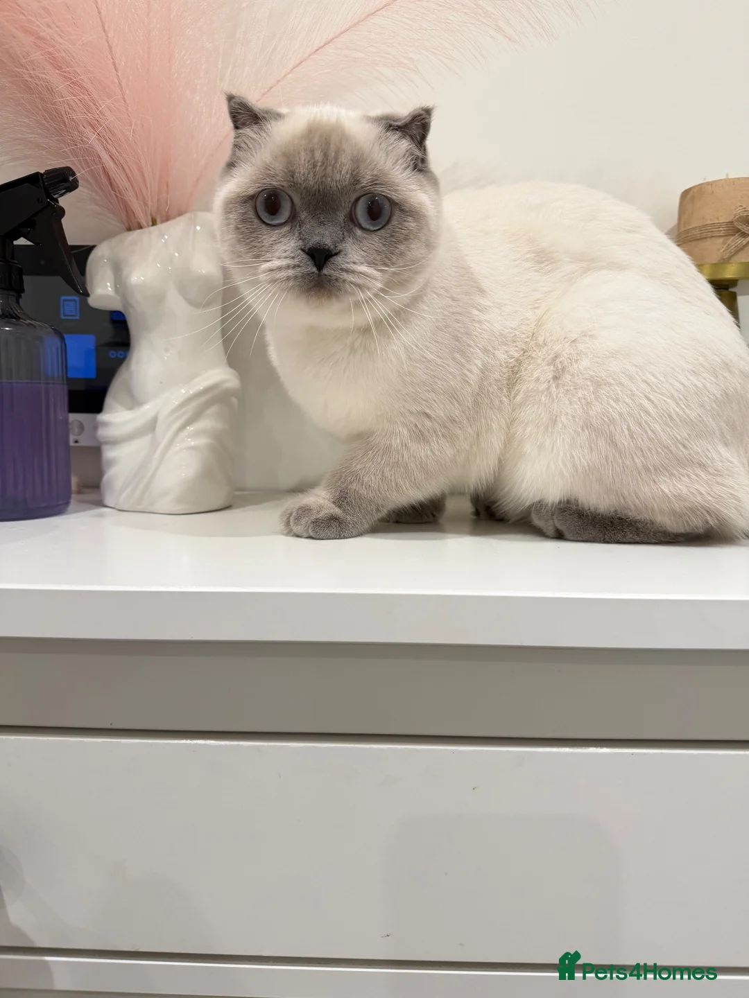 Scottish Fold cats for sale: Female kitten for sale  - Advert 3