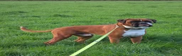 Boxer dogs for stud: First time stud, Bruce in Coulsdon - Advert 16