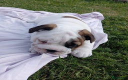English Bulldog dogs for sale: ❤️🐶 English Bulldog puppies 🐶🖤 - Image 6