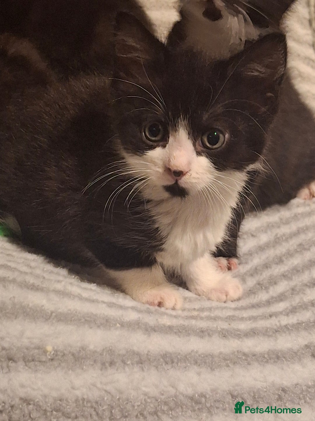 Mixed Breed cats for sale: Beautiful kittens for sale.  - Advert 6