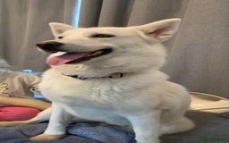 Siberian Husky dogs for sale: Rehoming our gorgeous white husky  - Image 2