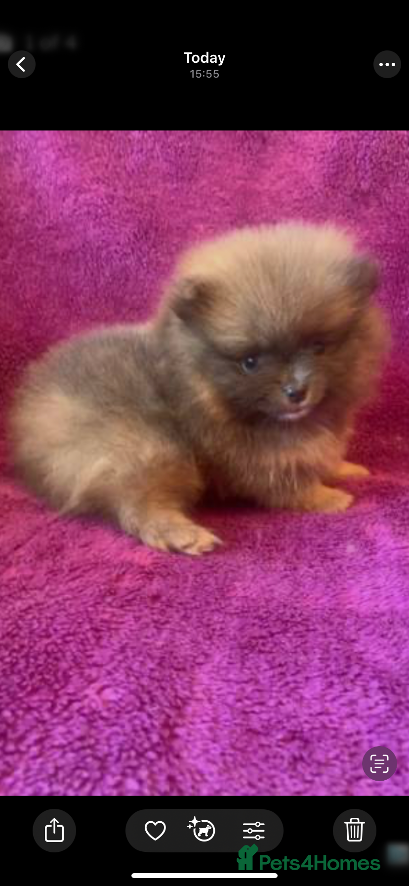 Pomeranian dogs  **  Female Tiny Pomeranian OPEN TO OFFERS  - Advert 3