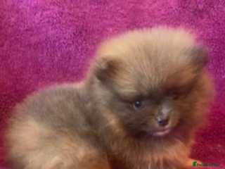 Pomeranian dogs ** Female Tiny Pomeranian OPEN TO OFFERS - Advert 4