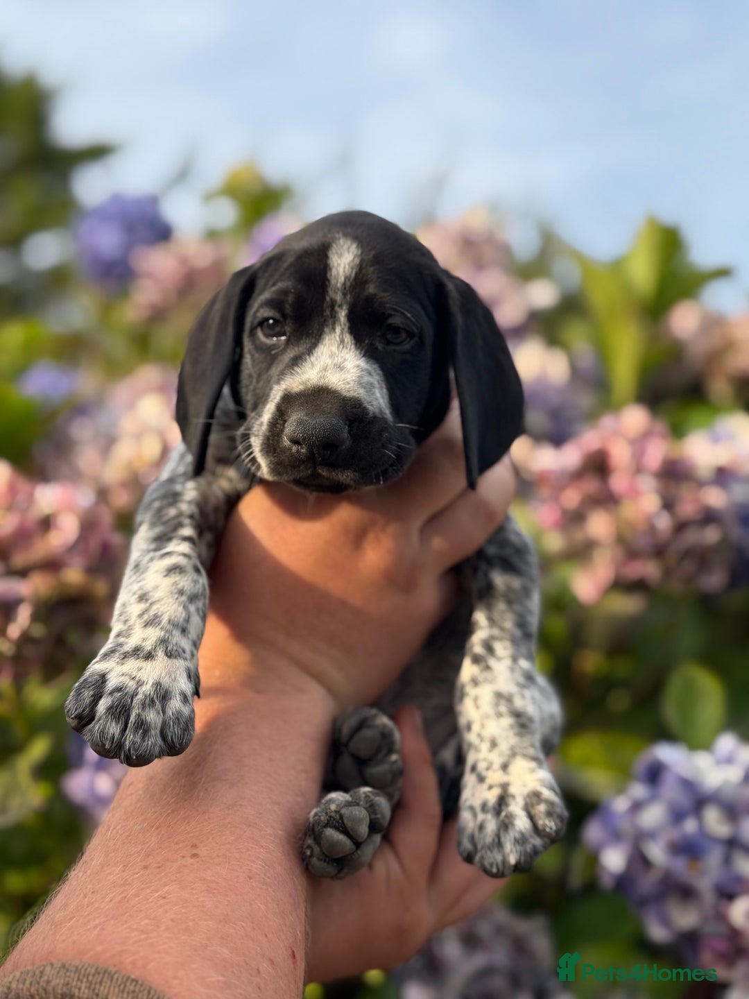 German Shorthaired Pointer dogs for sale: German Shorthaired Pointer Puppies - Image 18