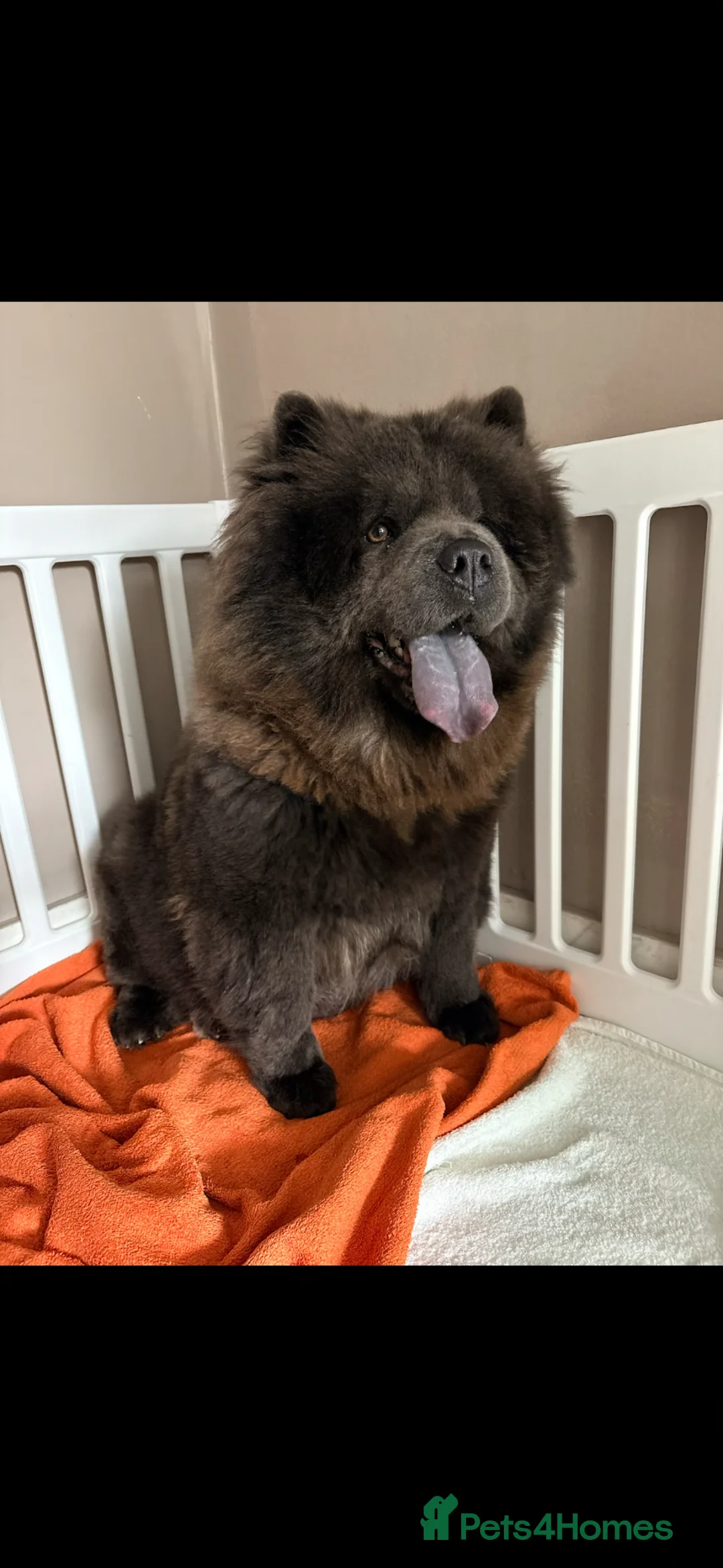 Chow Chow dogs for sale: Beautiful Chow Chow Puppies  - Advert 1