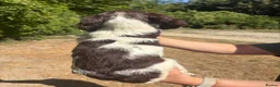 English Springer Spaniel dogs for sale: KC Registered English Springer Spaniel Puppies  - Advert 5