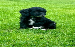 Cavapoo dogs for sale: Stunning Cavapoo puppies - Image 4
