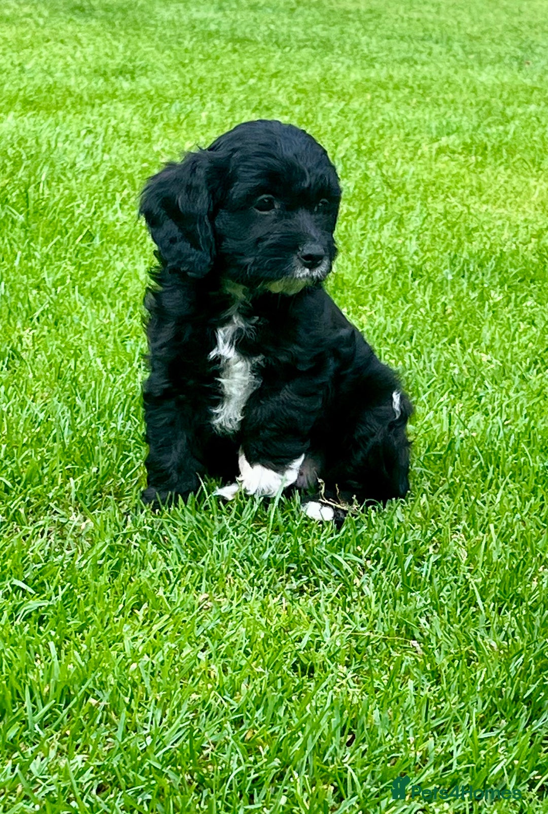 Cavapoo dogs for sale: Stunning Cavapoo puppies - Image 4