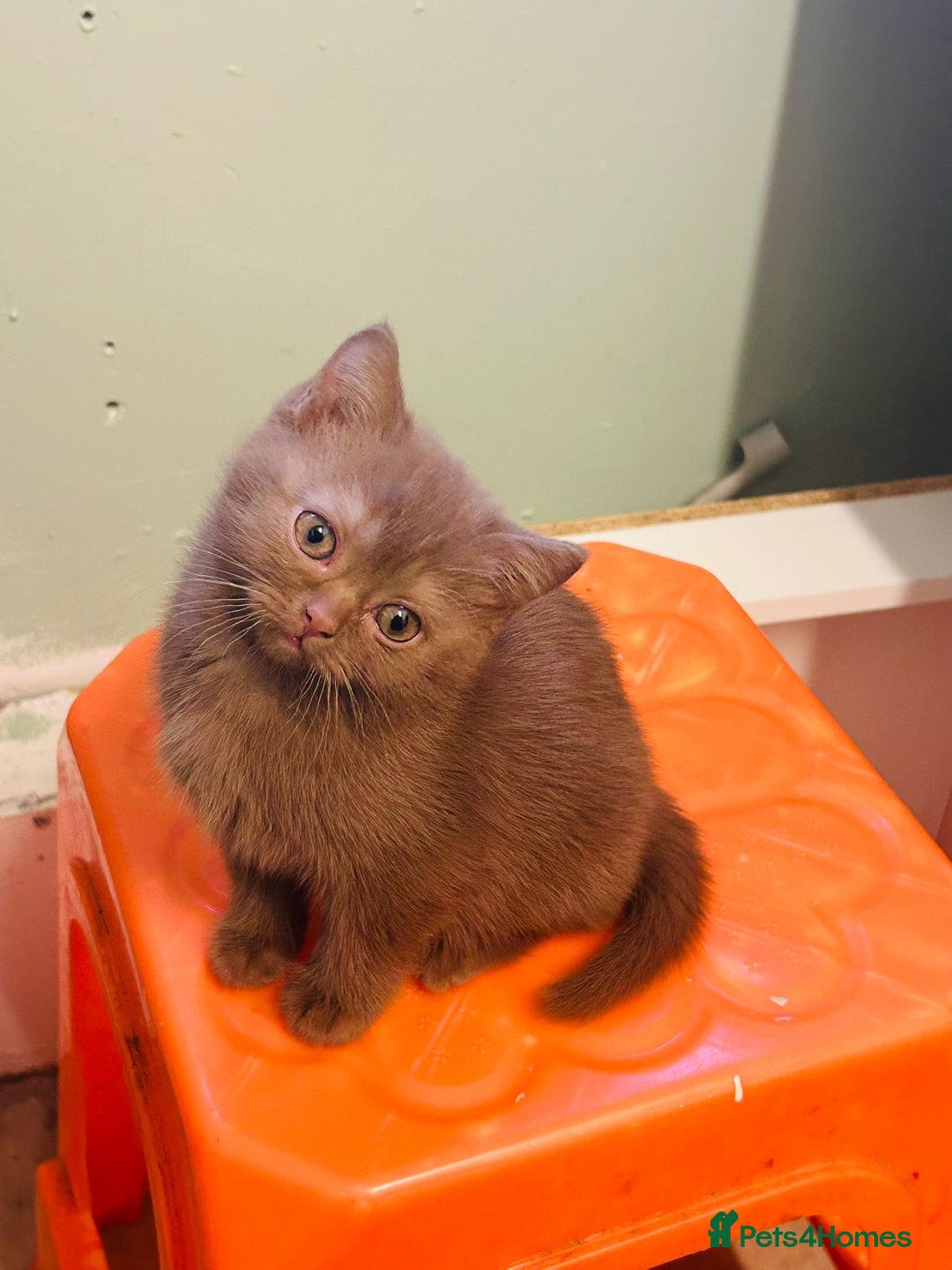 British Shorthair cats for sale: Two Adorable British Shorthair Kittens   - Advert 2