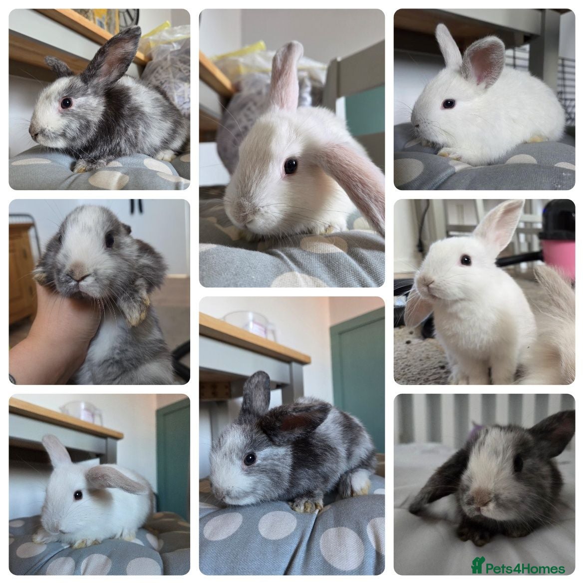 Mixed Breed rabbits 2 BOYS LEFT 9 WEEKS OLD - Advert 3