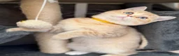 British Shorthair cats for sale: British shorthair beautiful golden kittens  - Advert 18