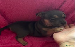 Mixed Breed dogs for sale: Beautiful chunky bully cross staffy pups tri /fawn - Image 5