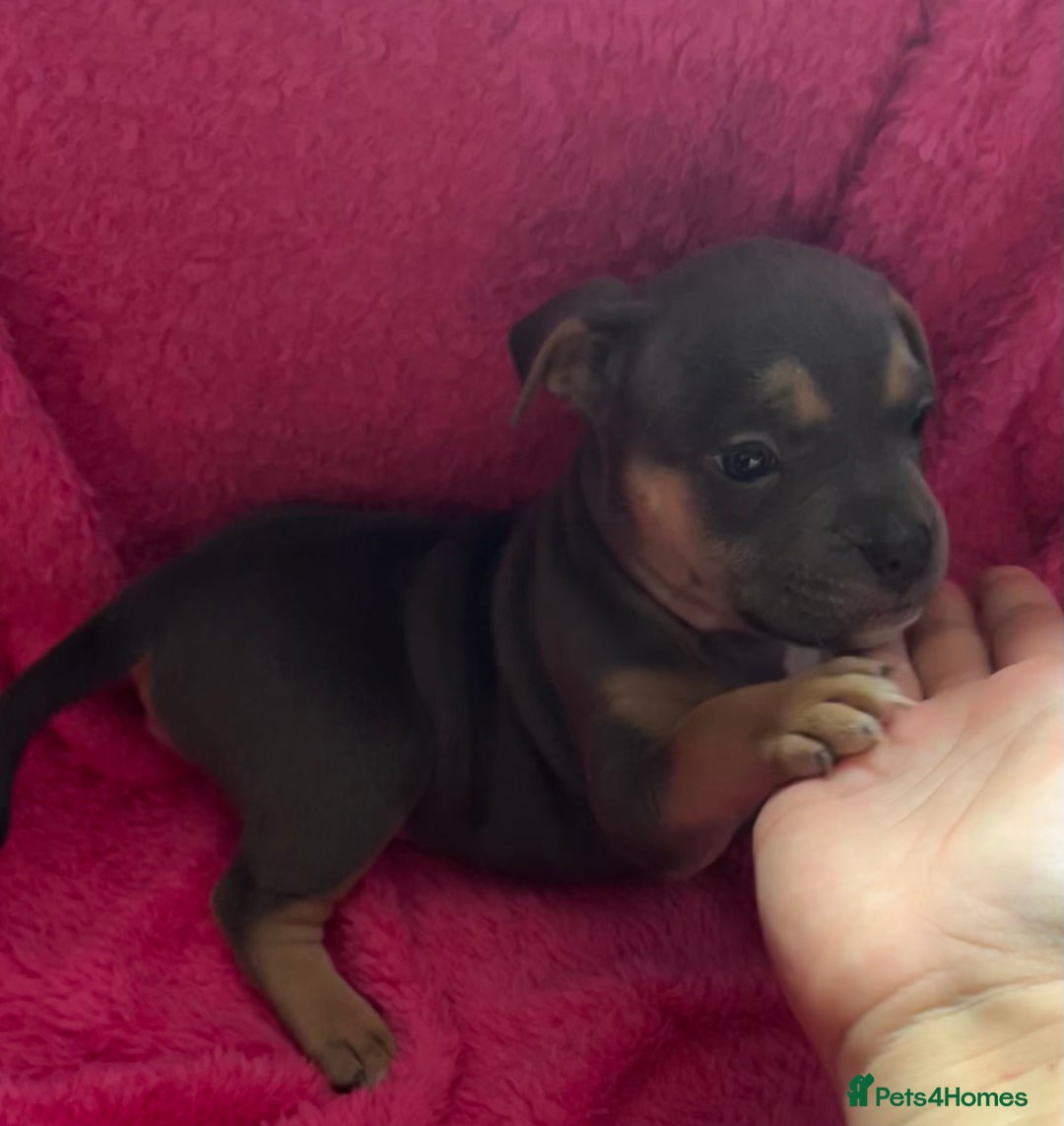 Mixed Breed dogs for sale: Beautiful chunky bully cross staffy pups tri /fawn - Image 5