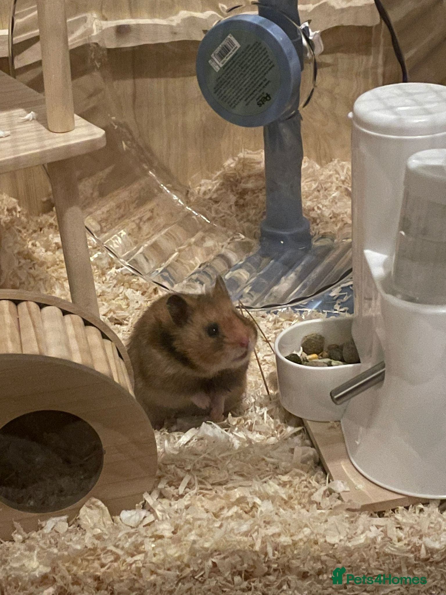 Hamster rodents Full Hamster Setup + Syrian Hamster Included - Advert 16