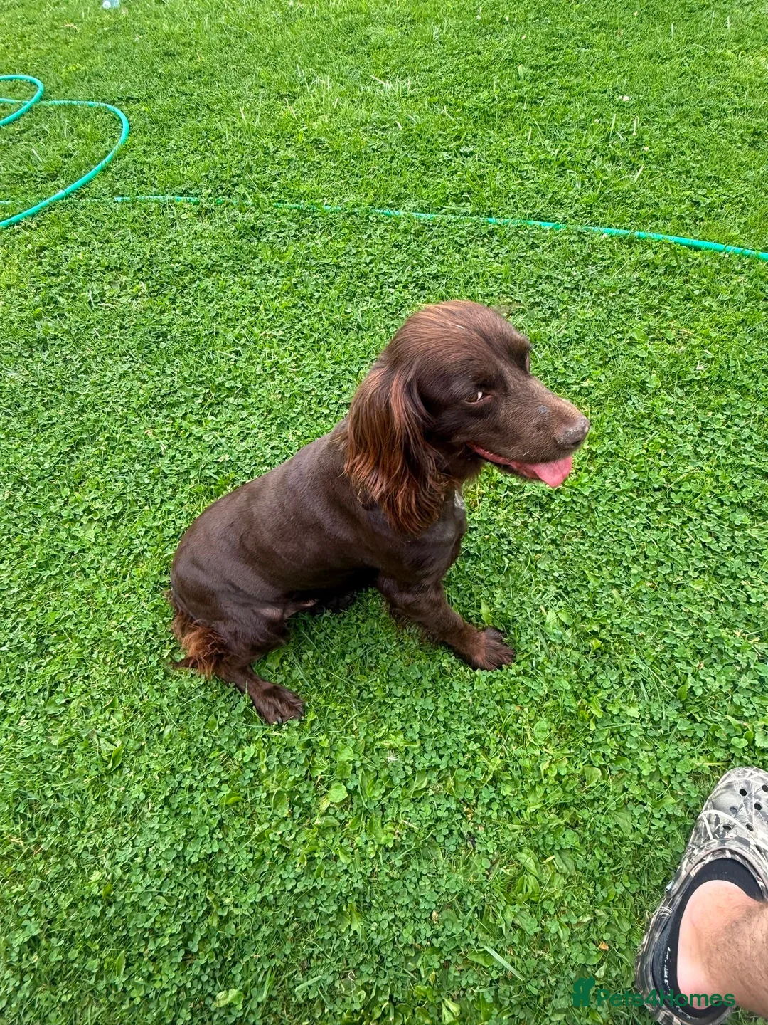 Cocker Spaniel dogs for sale: Cocker spaniel girl  - Advert 3