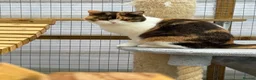 British Shorthair cats for sale: British shorthair  - Advert 5