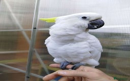 Parrots birds for sale: Sulphur-Crested Cockatoo Sweetie Pie - Image 1