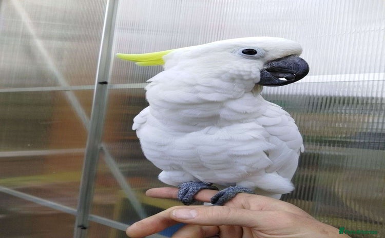 Parrots birds - Advert 1