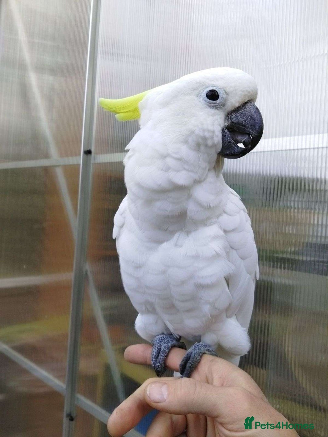 Parrots birds for sale: Sulphur-Crested Cockatoo Sweetie Pie - Image 1