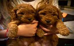 Mixed Breed dogs for sale: 1 lovely boy and one lovely girl Poodle Puppies   - Image 6