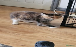 Maine Coon cats for sale: 2 FEMALE MAINECOON KITTENS  - Image 2