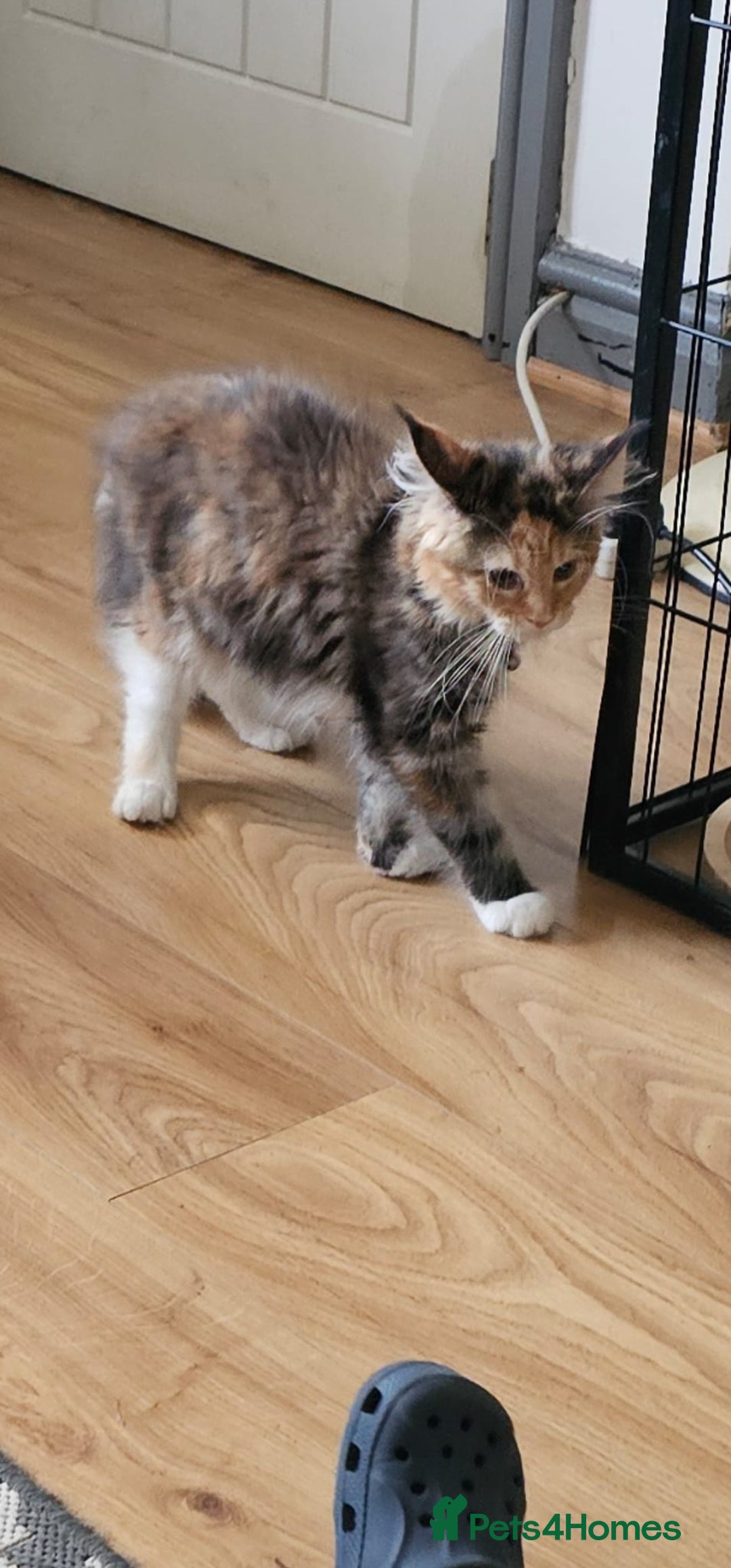 Maine Coon cats for sale: 2 FEMALE MAINECOON KITTENS  - Image 2