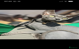 Sphynx cats for sale: Sphynx pair for loving home - Image 2